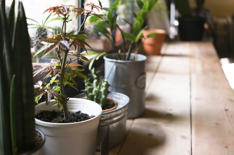 Indoor Houseplants That Help Improve Air Quality